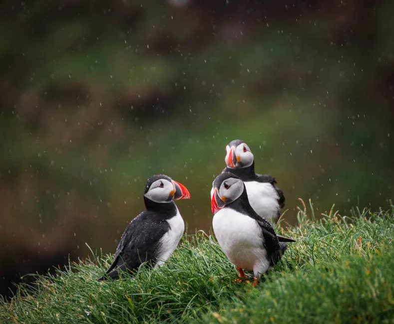 Witness the charm of these adorable birds as they grace the scenic cliffs of Mykines, Faroe Islands. The cute birds, known as Atlantic puffins, bask in the natural light, creating a mesmerizing sight for all nature enthusiasts.