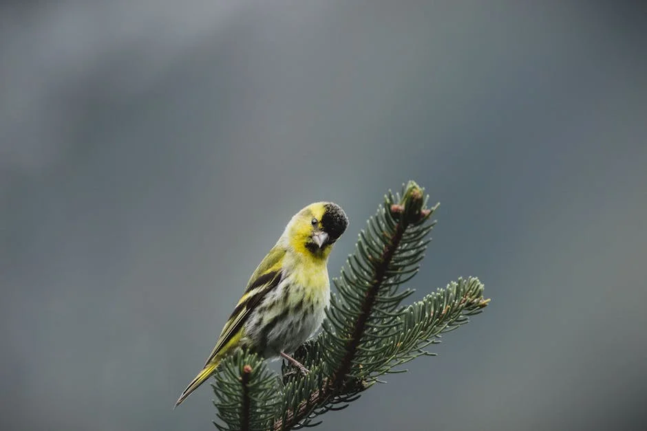 Admire the beauty of these cute birds! A colorful European siskin perched gracefully on a spruce branch, showcasing nature