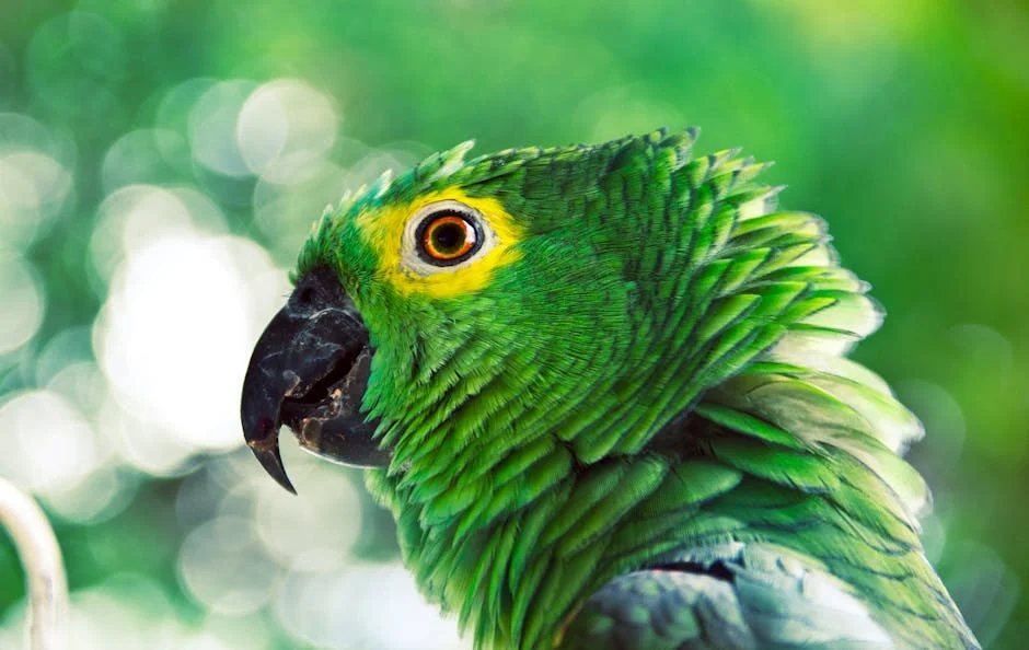 Admire the beauty of these charming birds! This detailed close-up showcases a vibrant green parrot with captivating eyes and stunning plumage, perfect for nature enthusiasts and wildlife lovers alike.