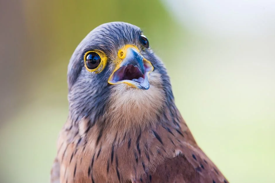 Witness the captivating beauty of these cute birds in the wild. This vibrant falcon, with its striking features, is a true marvel of nature. Explore the world of wildlife and embrace the charm of these magnificent creatures.