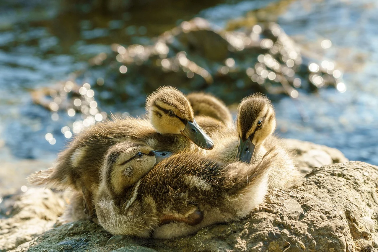 Witness the adorable charm of these cute waterfowl! The ducklings frolicking by the lake embody the essence of nature