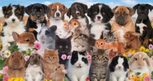 100+ Cute Animal Pictures That Will Melt Your Heart 🐾