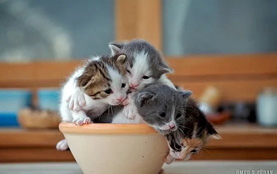 Explore a heartwarming collection of over 100 cute animal pictures that are sure to brighten your day and melt your heart. Let these adorable creatures bring a smile to your face and joy to your soul.