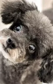 Explore our collection of 100+ adorable animal pictures guaranteed to warm your heart. Let these cute creatures bring a smile to your face and brighten your day. Discover the joy and cuteness all in one place!