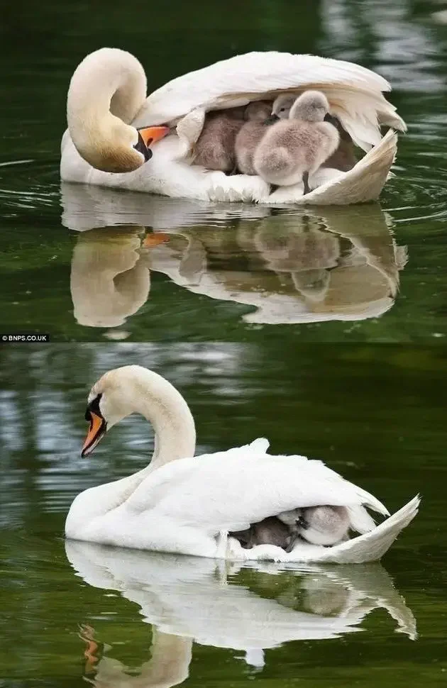 Explore a heartwarming collection of 100+ cute animal pictures guaranteed to melt your heart. Let these adorable creatures brighten your day with their irresistible charm and sweetness. Get ready for a delightful journey into the world of cuteness!