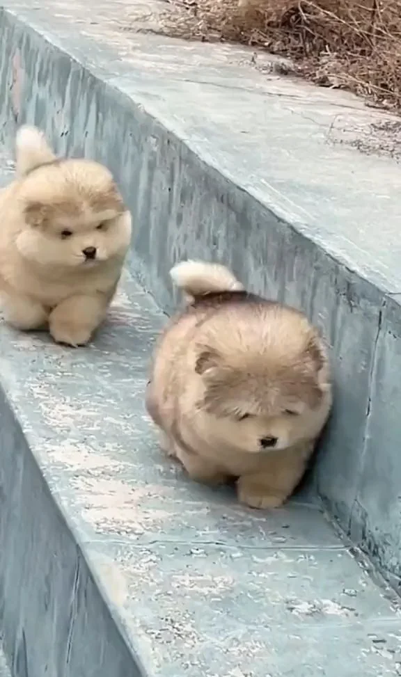 Explore our collection of 100+ adorable animal pictures that are guaranteed to warm your heart and bring a smile to your face. Let these cute companions brighten your day!