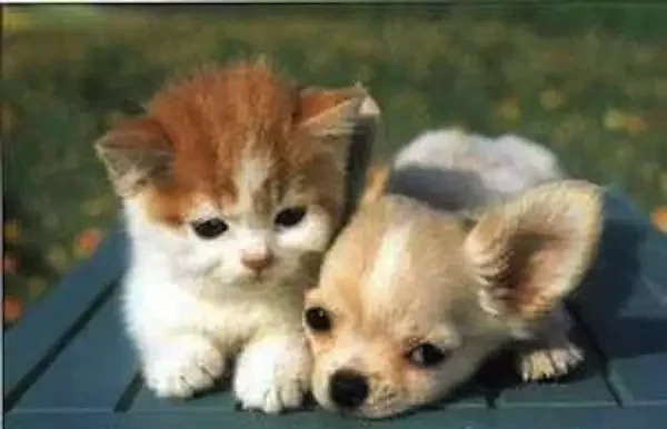 Explore a delightful collection of over 100 heartwarming animal photos that are guaranteed to bring a smile to your face and warmth to your heart. Let these adorable creatures brighten your day with their irresistible charm and cuteness!