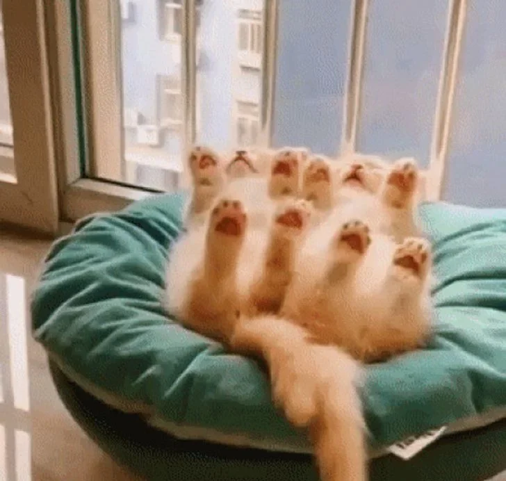 Discover a heartwarming collection of 100+ adorable animal pictures that are sure to melt your heart. Let these cute creatures brighten your day with their irresistible charm and sweetness. Get ready for a dose of pure joy and cuteness overload!