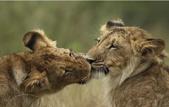 Explore our collection of 100+ adorable animal pictures that are guaranteed to warm your heart. Let these cute companions bring a smile to your face and brighten your day!