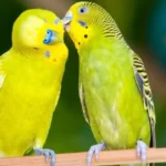Why Cute Animal birds is Booming Right Now