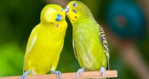 Why Cute Animal birds is Booming Right Now