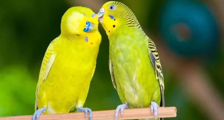 Why Cute Animal birds is Booming Right Now