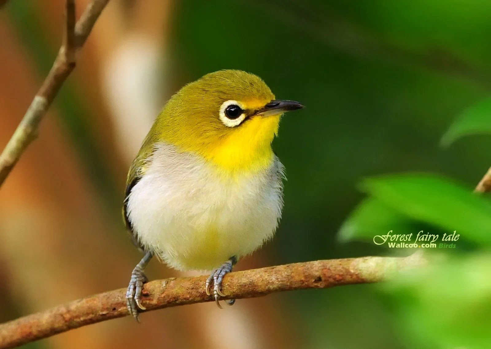 Discover the charm of nature with these adorable and colorful birds. Their playful antics will surely brighten your day! Explore the world of cute animal birds today.