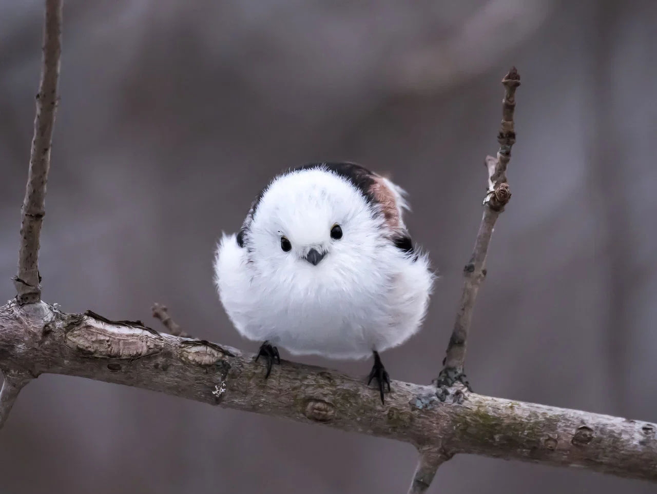 Discover the charm of these adorable and colorful bird species. Watch these cute animal birds as they brighten up your day with their playful antics and vibrant plumage. Enjoy nature