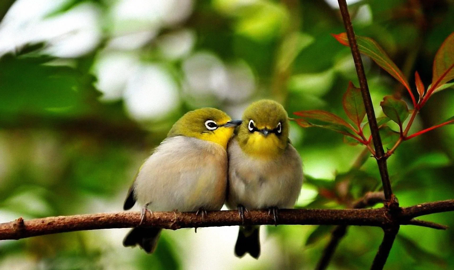 Discover the adorable charm of cute animal birds in their natural habitat. These feathered friends bring joy and beauty to our world. 🐦✨