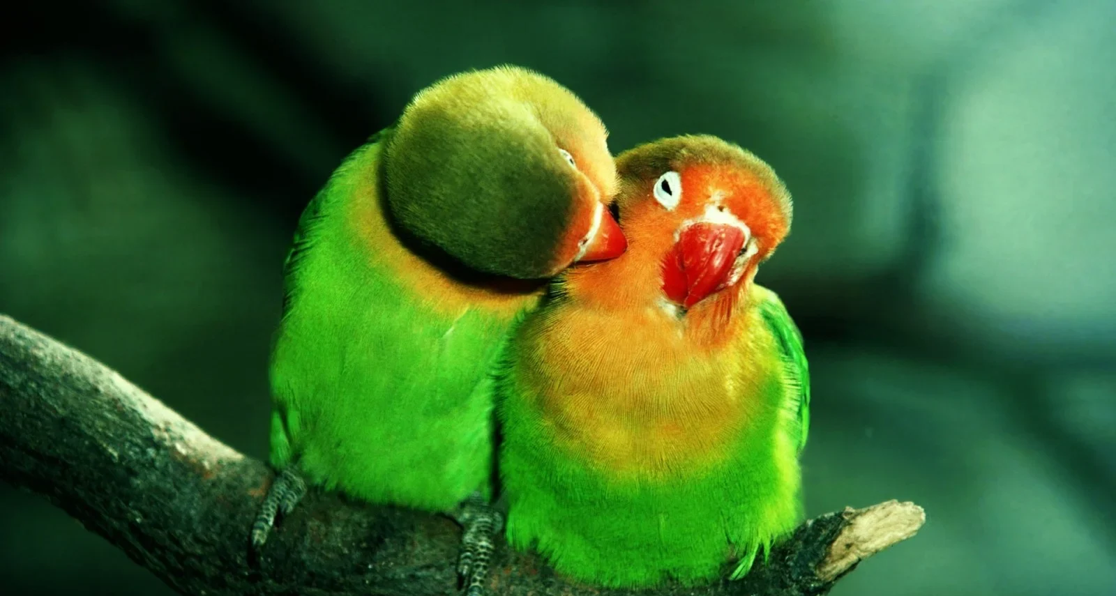 Discover the charm of these adorable bird companions. Watch as these cute animal birds captivate your heart with their delightful presence.