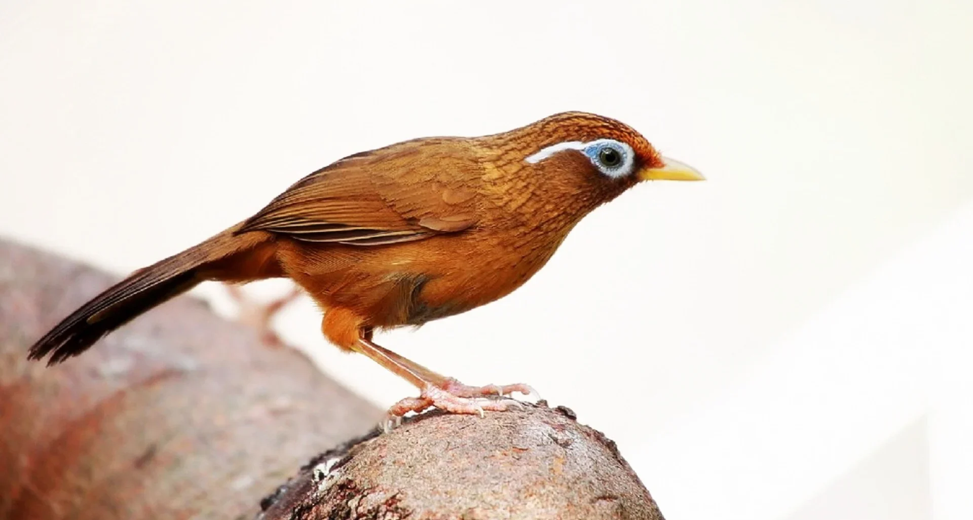 Discover the charm of nature with these adorable bird companions. Their vibrant colors and playful antics make them the perfect addition to any serene setting. Cute Animal birds bring joy and harmony to your surroundings.