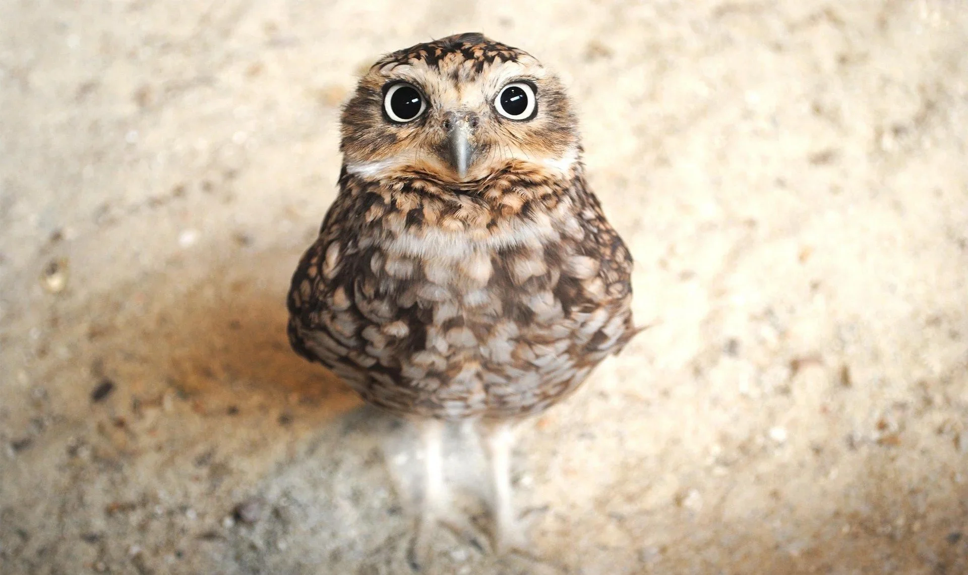 Discover the charm of nature with these adorable and colorful bird species. Witness the beauty of cute animal birds up close. Let their vibrant feathers brighten your day!