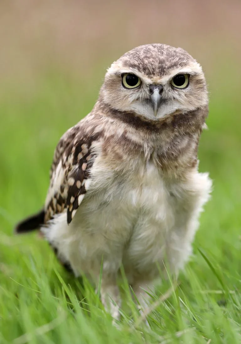 Discover the charm of these adorable bird companions. Let their cuteness brighten up your day! #CuteAnimalBirds