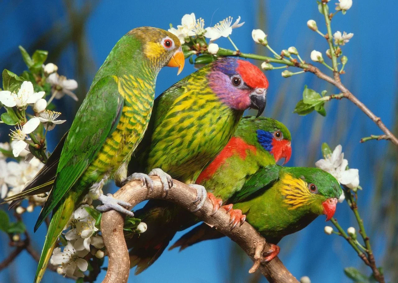 Discover the charm of our adorable and colorful bird friends. These cute animal birds are sure to bring joy and beauty to your day!