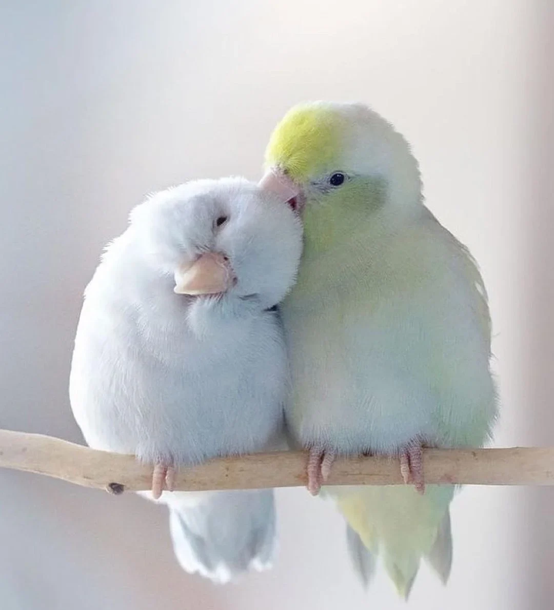 Discover the charm of these adorable birds! Witness the beauty of nature with these cute animal birds. Let their vibrant colors and cheerful songs brighten your day.