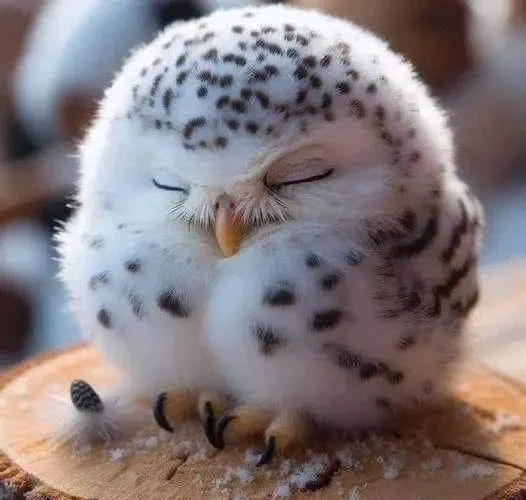 Discover the charm of these adorable and colorful feathered friends! Cute animal birds brightening up your day with their playful antics and vibrant plumage. Let nature