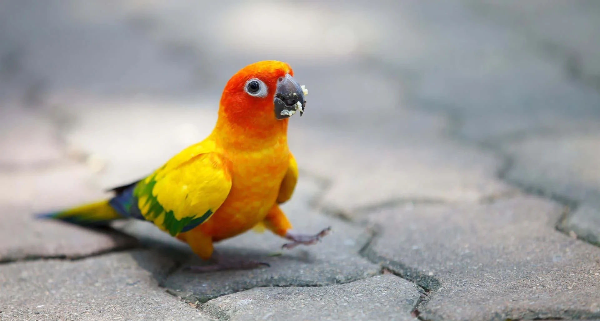 Discover the charm of nature with these adorable and colorful birds. Witness the beauty of these cute animal birds up close and let their vibrant feathers brighten your day.