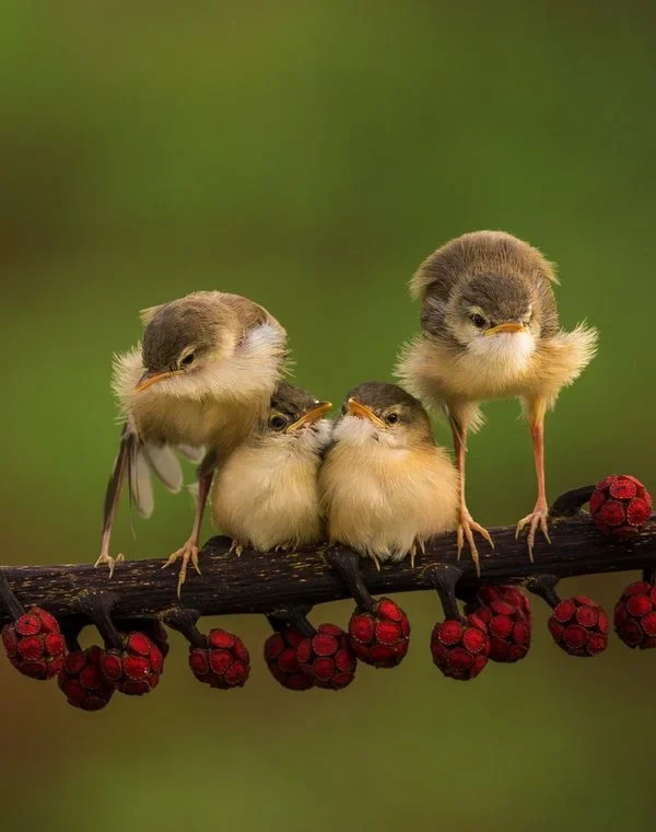 Discover the charm of these adorable and colorful birds. Let their cuteness brighten your day! Cute Animal birds at their finest.